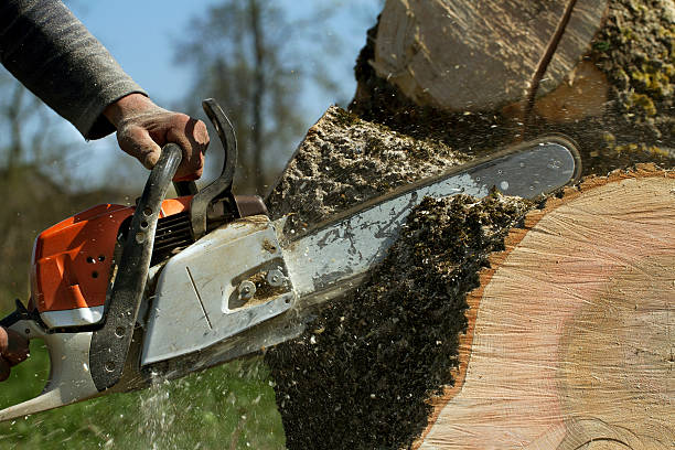 Why Choose Our Tree Removal Services in Somerset, TX?